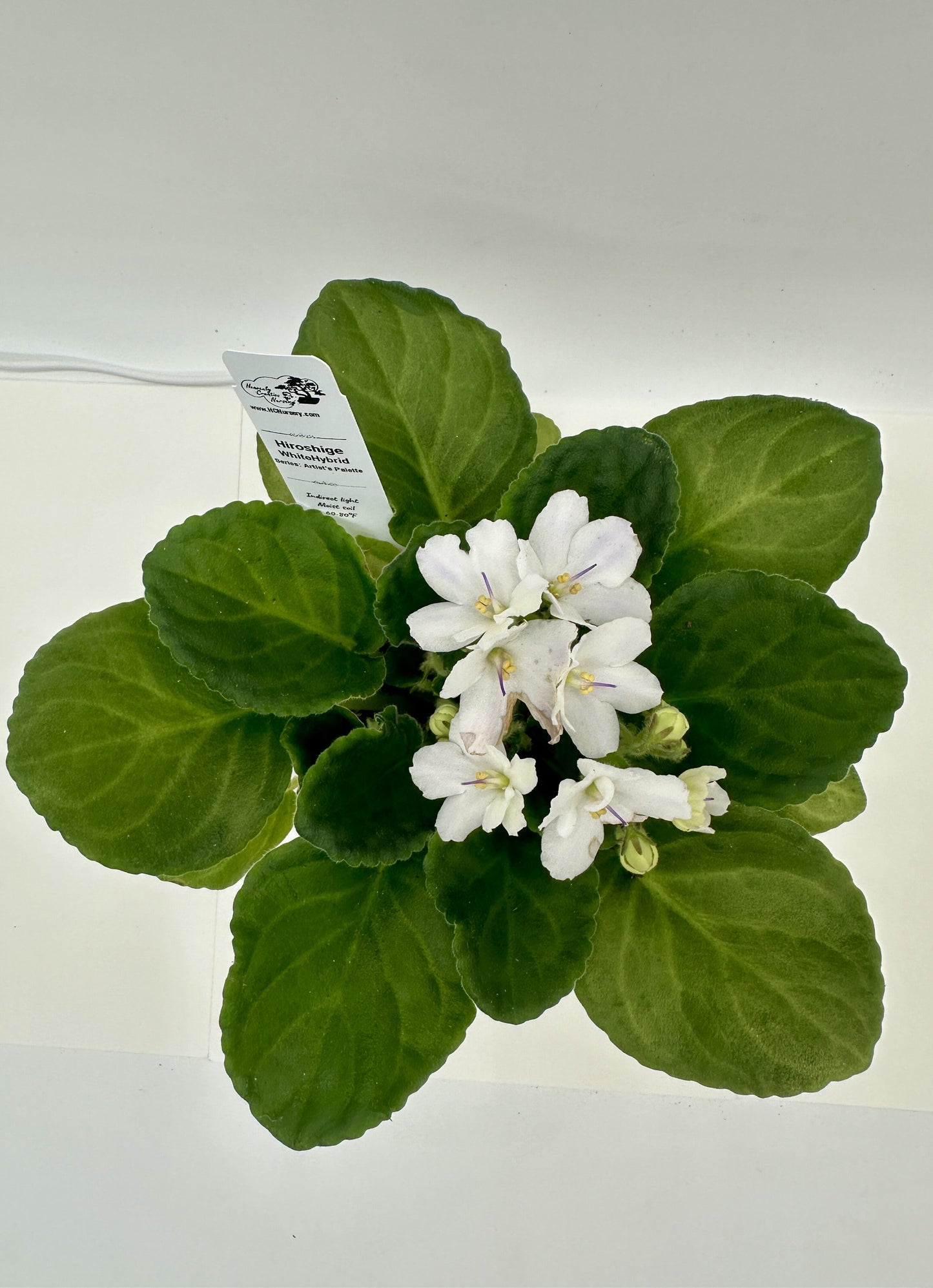 Hiroshige - White Hybrid - Live African Violet 4" - Series: Artist's Palette