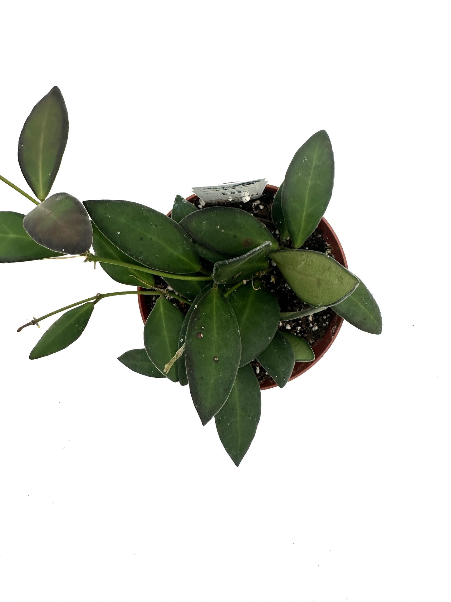 Bilobata - Live Hoya 4"