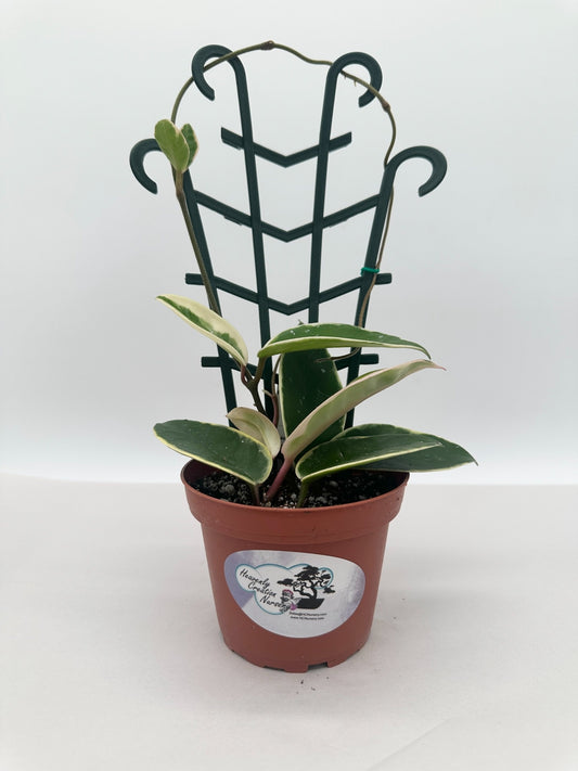 Carnosa Krimson Queen Trellis - Live Hoya 4"