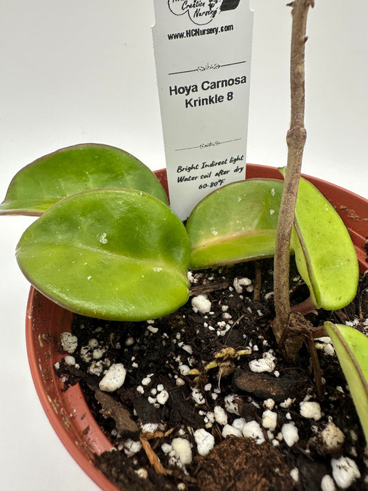 Carnosa Krinkle 8 - Live Hoya 4"