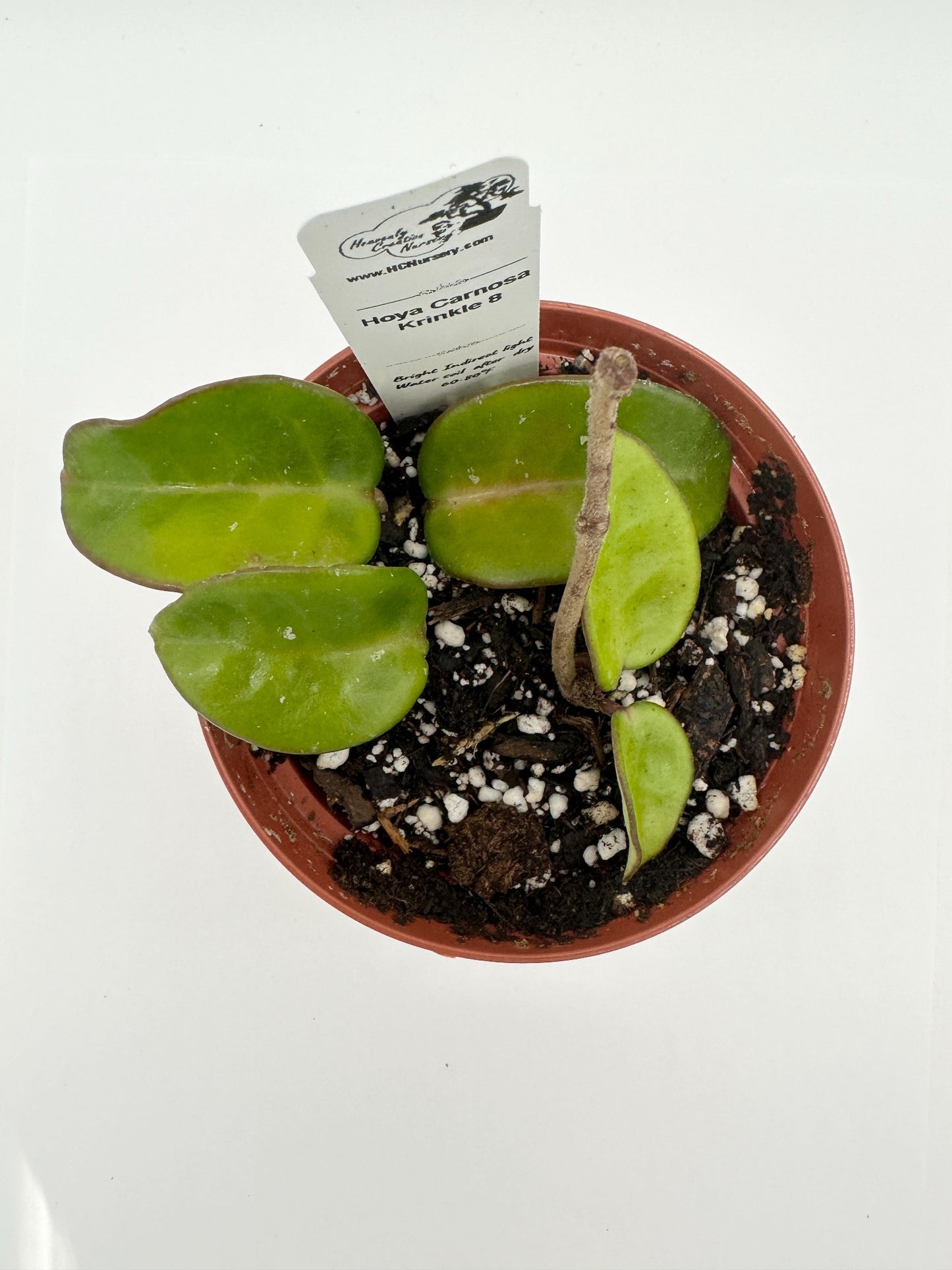 Carnosa Krinkle 8 - Live Hoya 4"