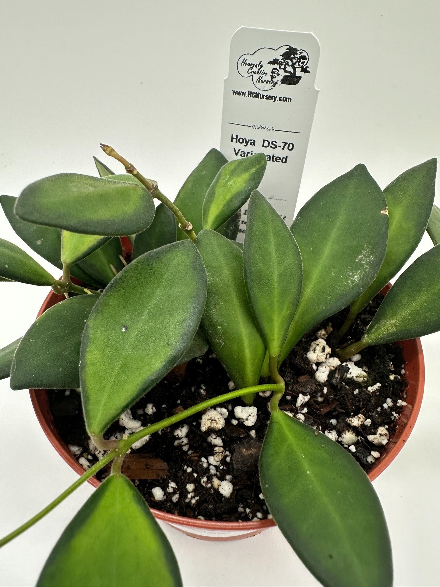 DS-70 Variegated - Live Hoya 4"