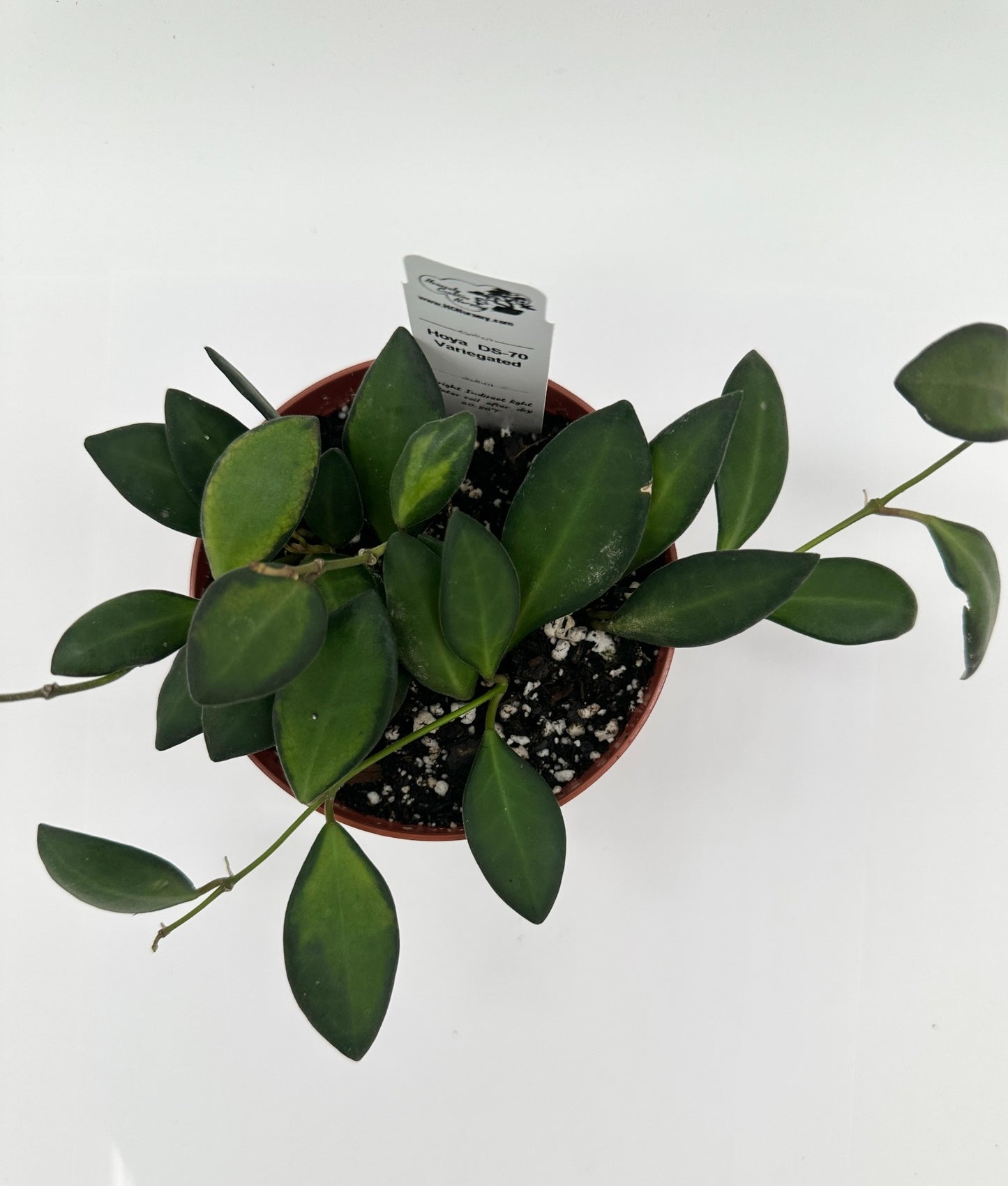 DS-70 Variegated - Live Hoya 4"