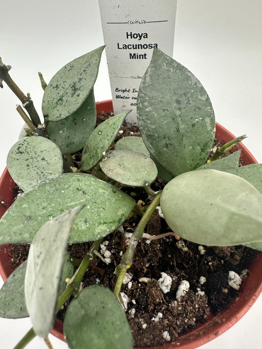 Lacunosa Mint - Live Hoya 4"