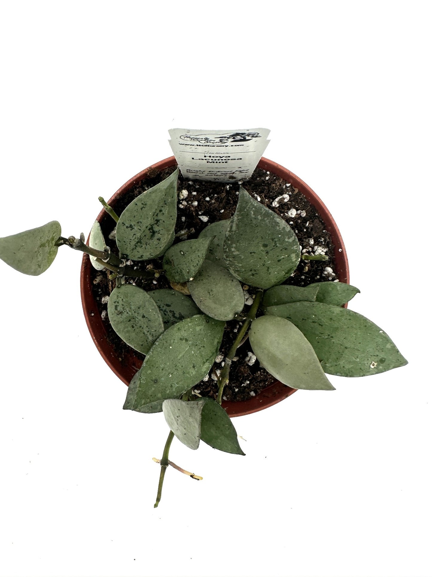 Lacunosa Mint - Live Hoya 4"