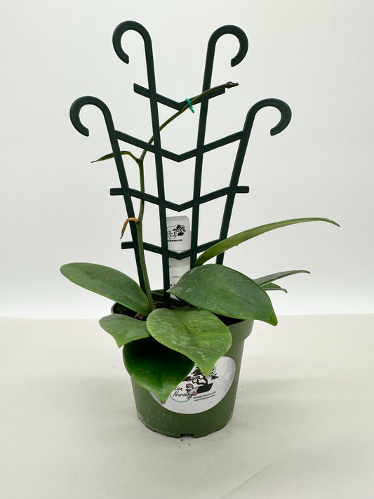 Meliflua - Live Hoya 4" Trellis