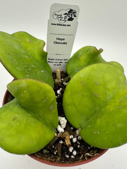 Obovata - Live Hoya 4"