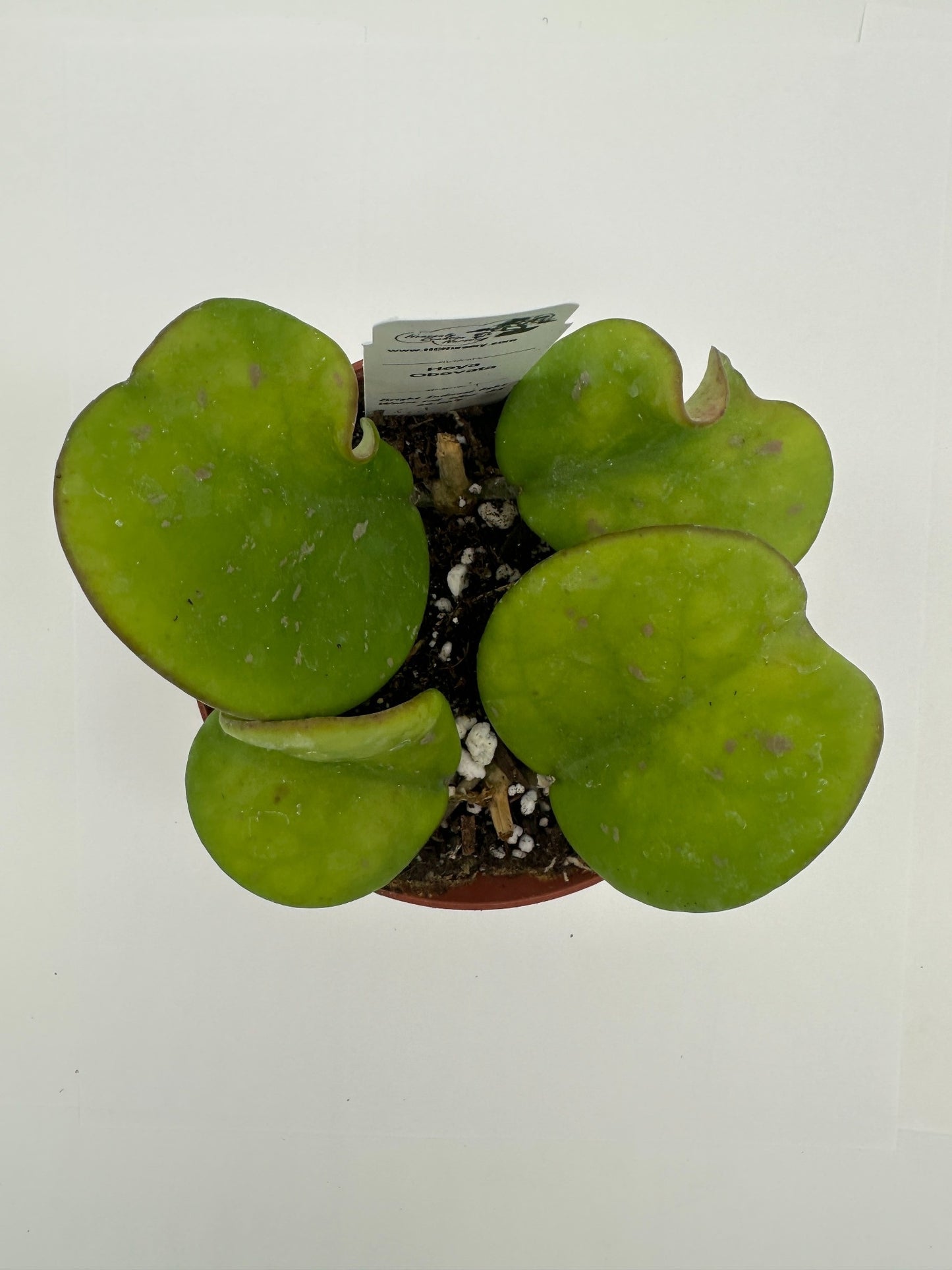 Obovata - Live Hoya 4"