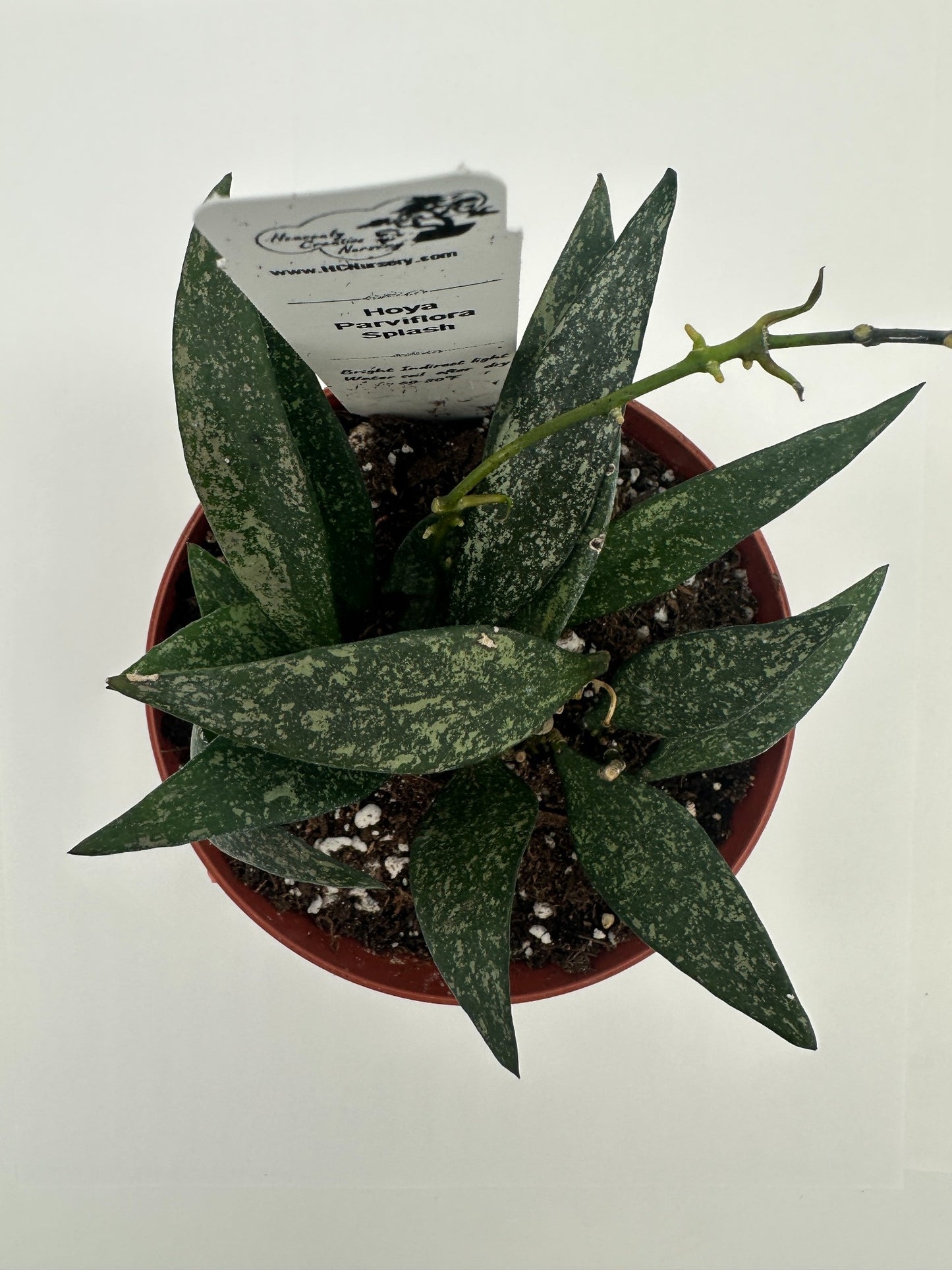 Parviflora Splash - Live Hoya 4"