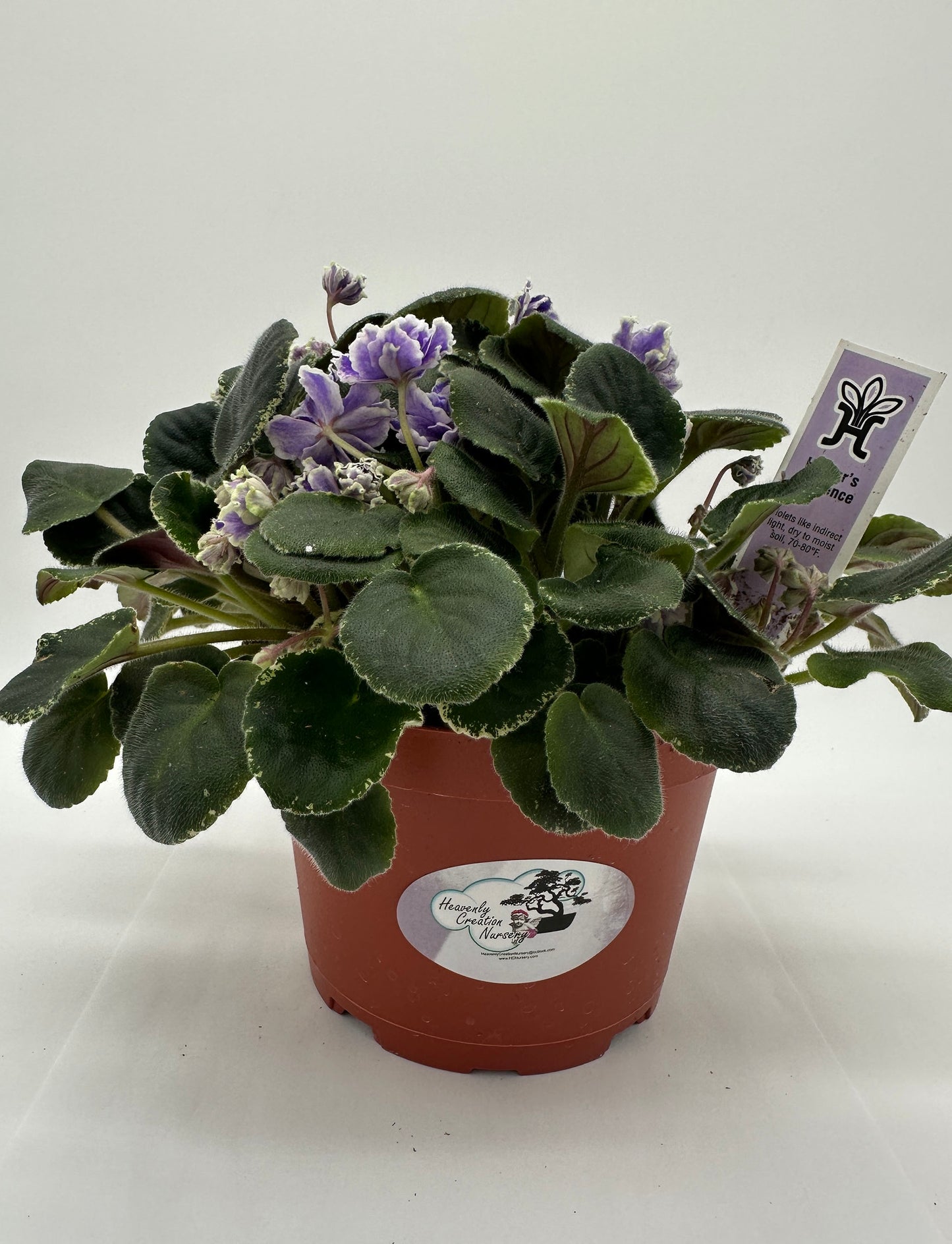 Hunter's Credence - Live African Violet 6"