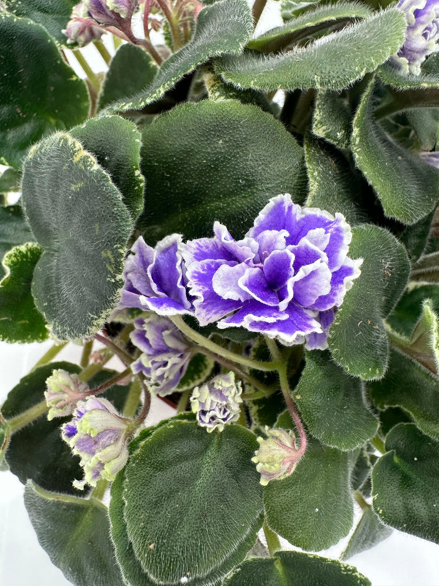 Hunter's Credence - Live African Violet 6"