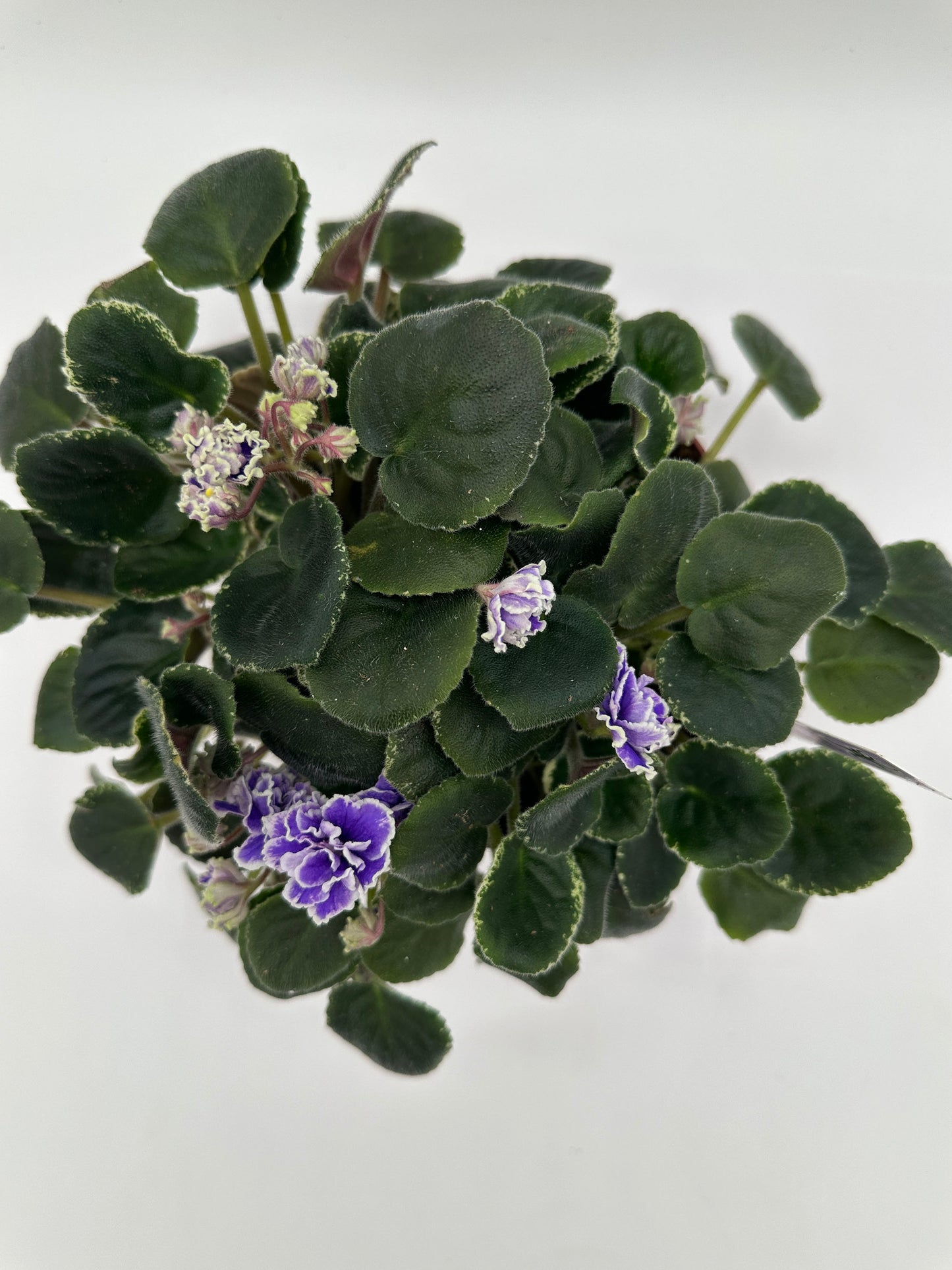 Hunter's Credence - Live African Violet 6"