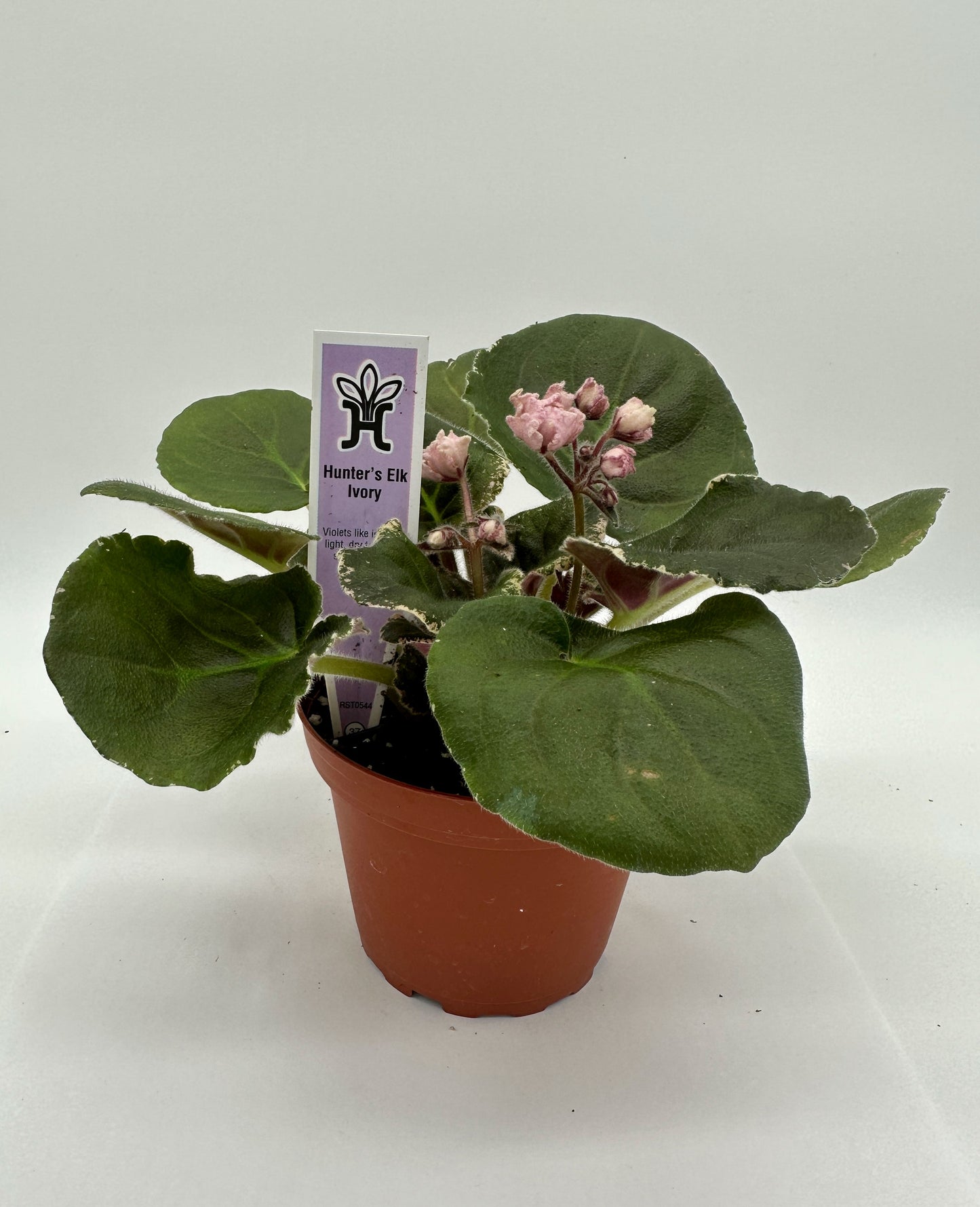 Hunter's Elk Ivory - Live African Violet 4"