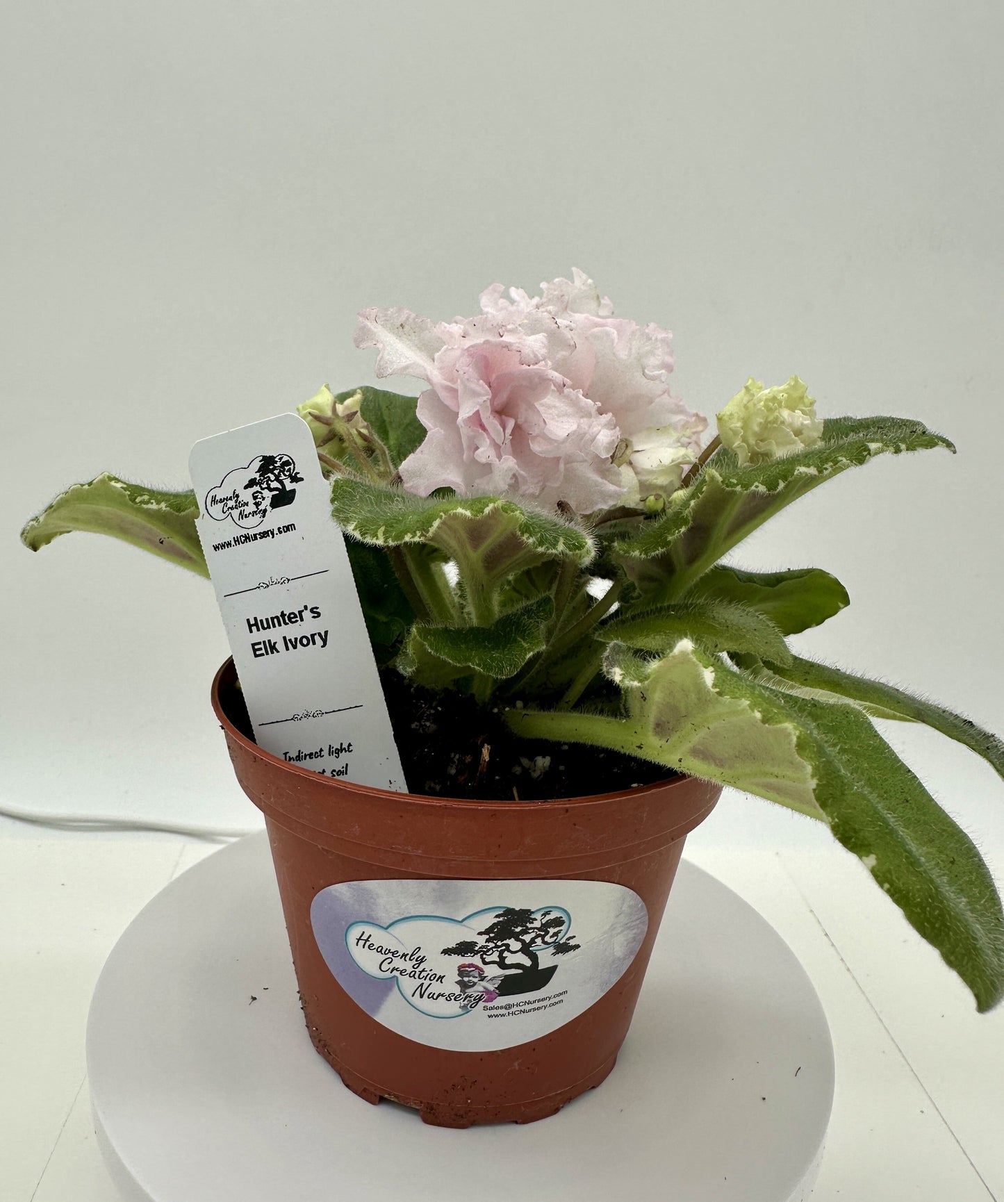 Hunter's Elk Ivory - Live African Violet 4"