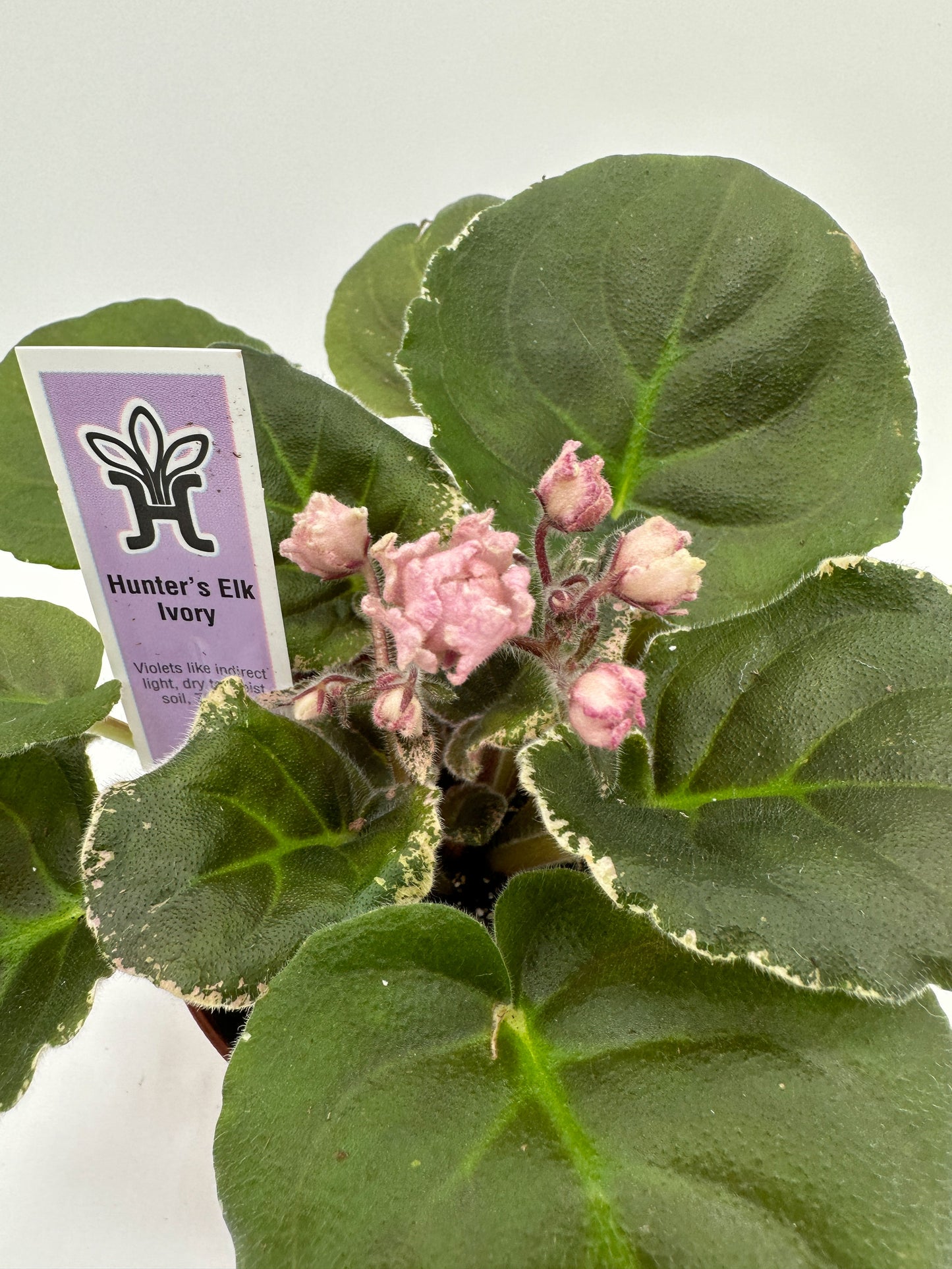 Hunter's Elk Ivory - Live African Violet 4"