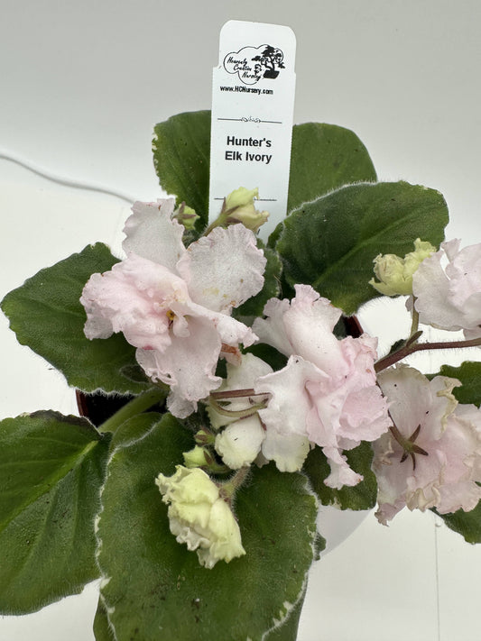 Hunter's Elk Ivory - Live African Violet 4"