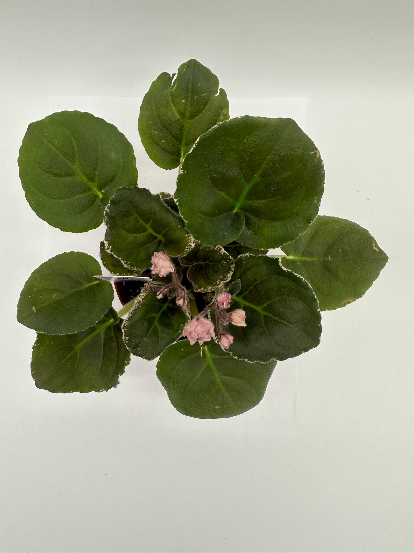 Hunter's Elk Ivory - Live African Violet 4"