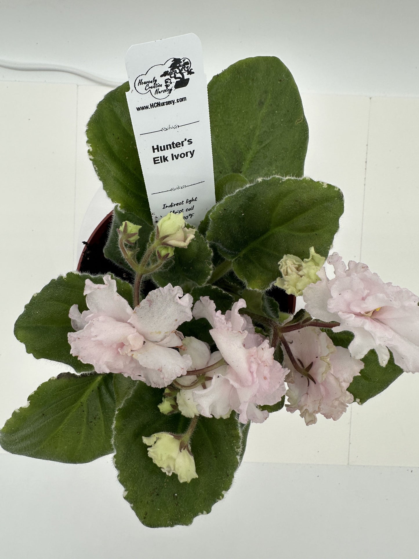 Hunter's Elk Ivory - Live African Violet 4"