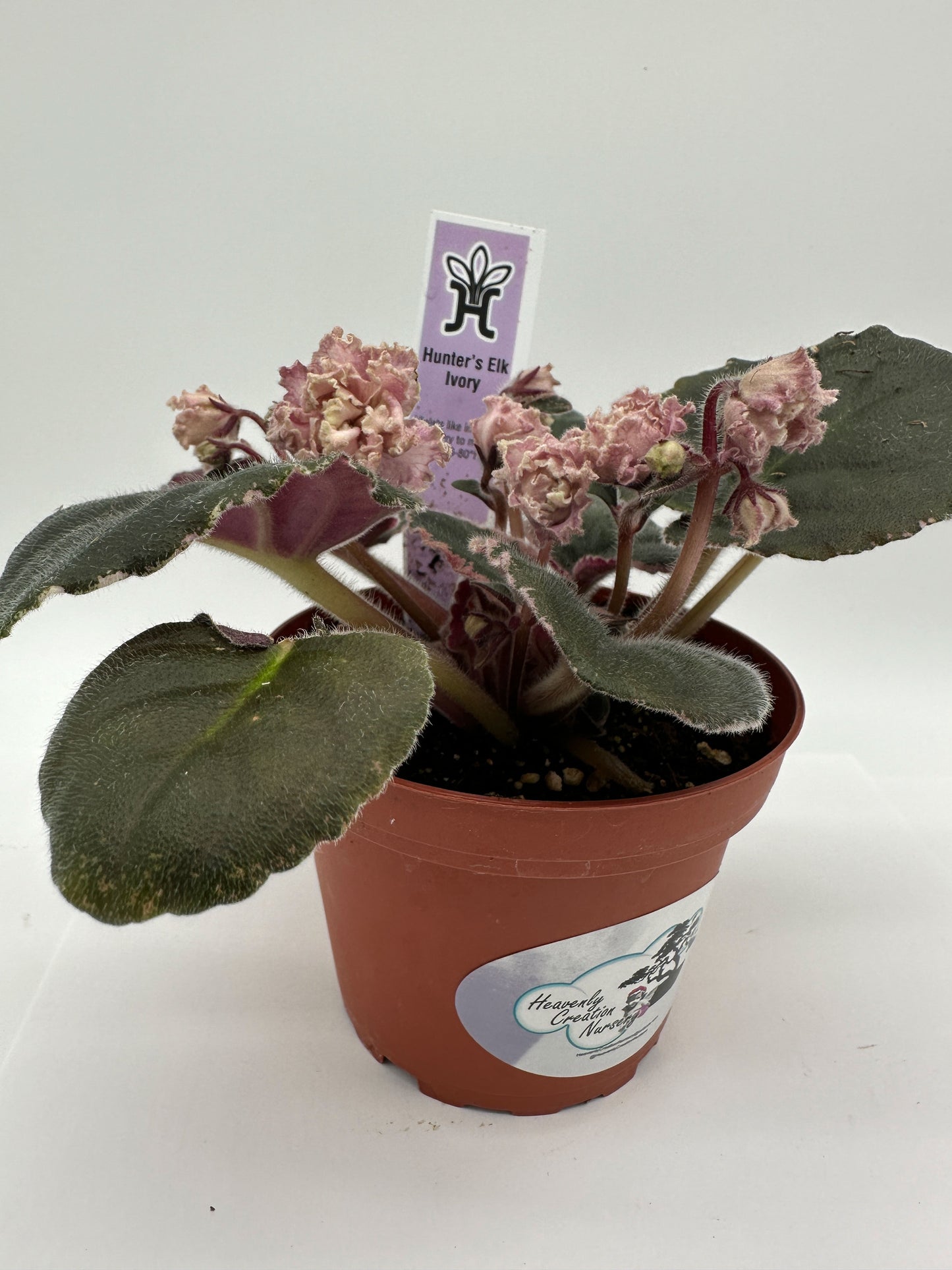 Hunter's Elk Ivory - Live African Violet 4"