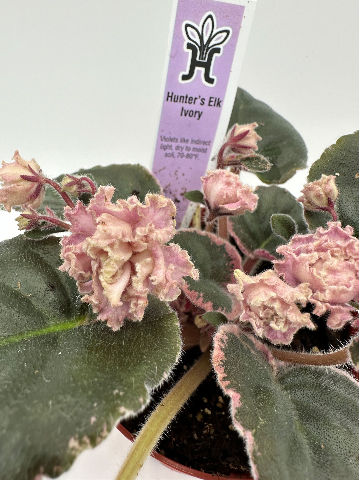 Hunter's Elk Ivory - Live African Violet 4"