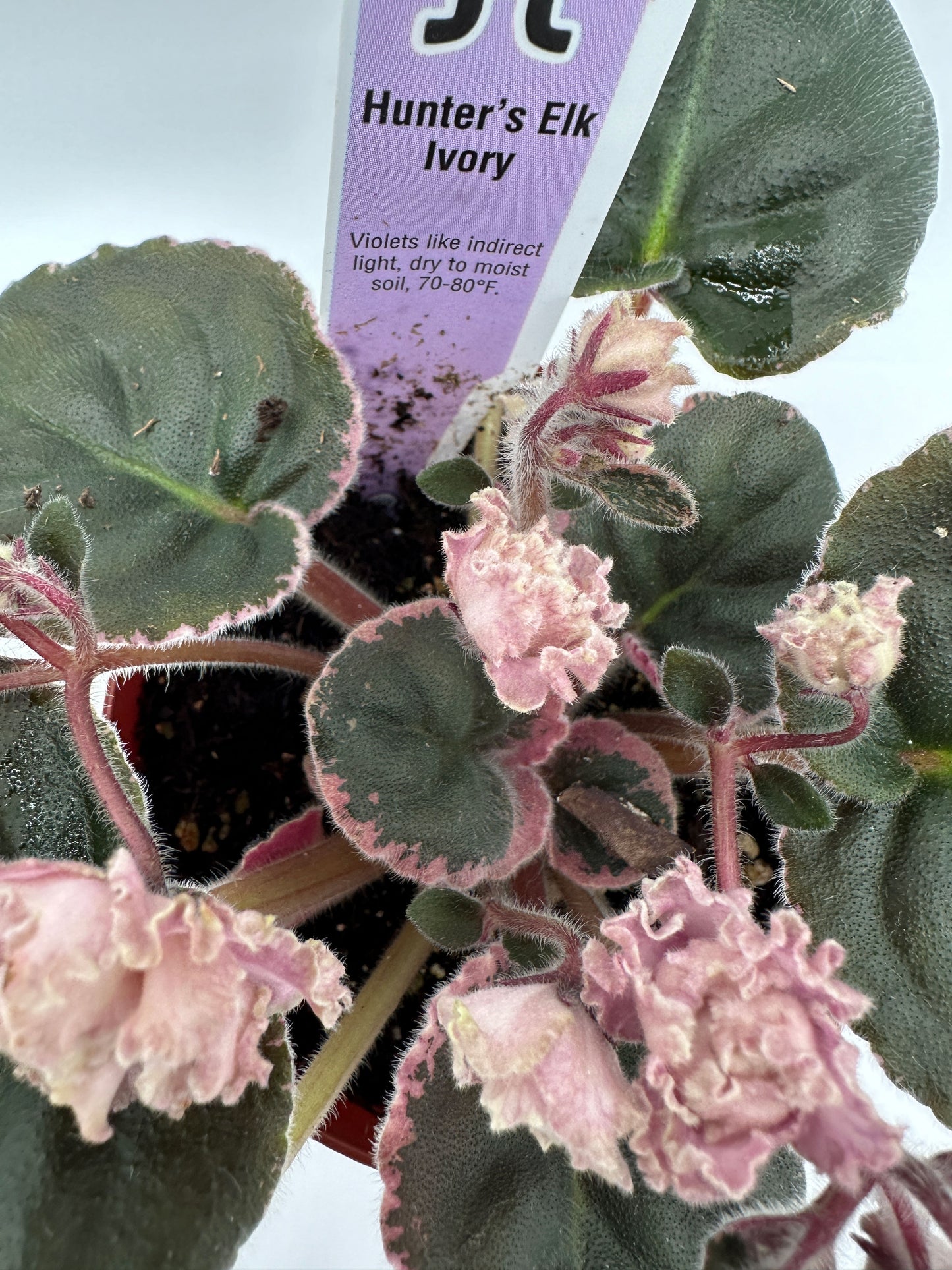 Hunter's Elk Ivory - Live African Violet 4"