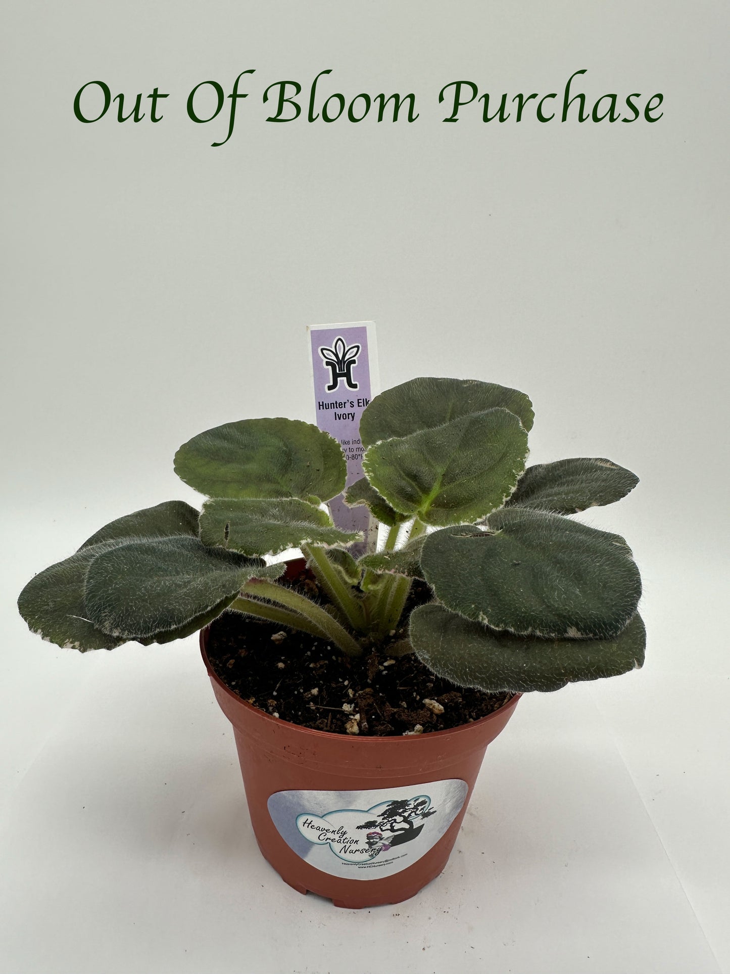 Hunter's Elk Ivory - Live African Violet 4"