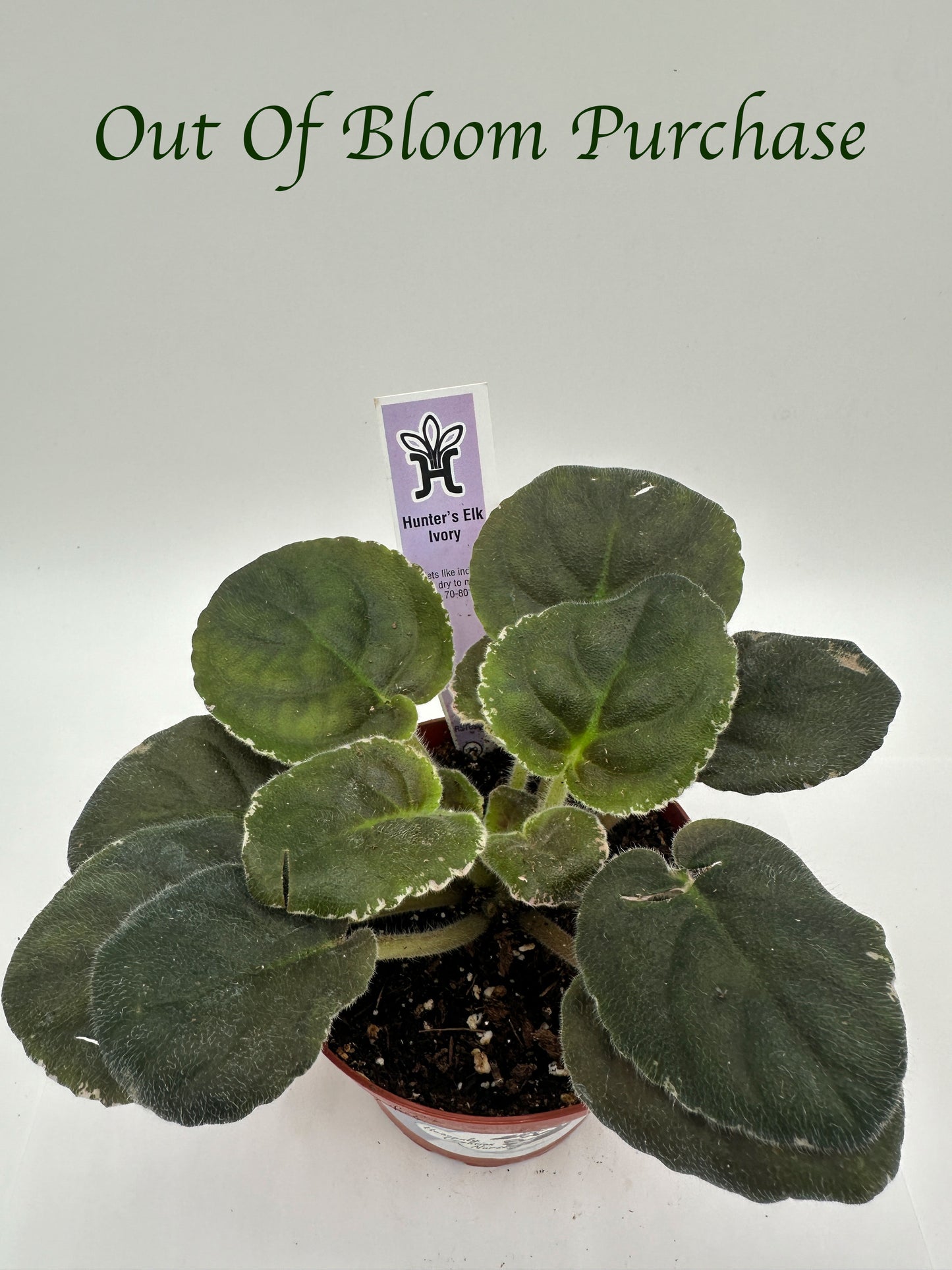 Hunter's Elk Ivory - Live African Violet 4"