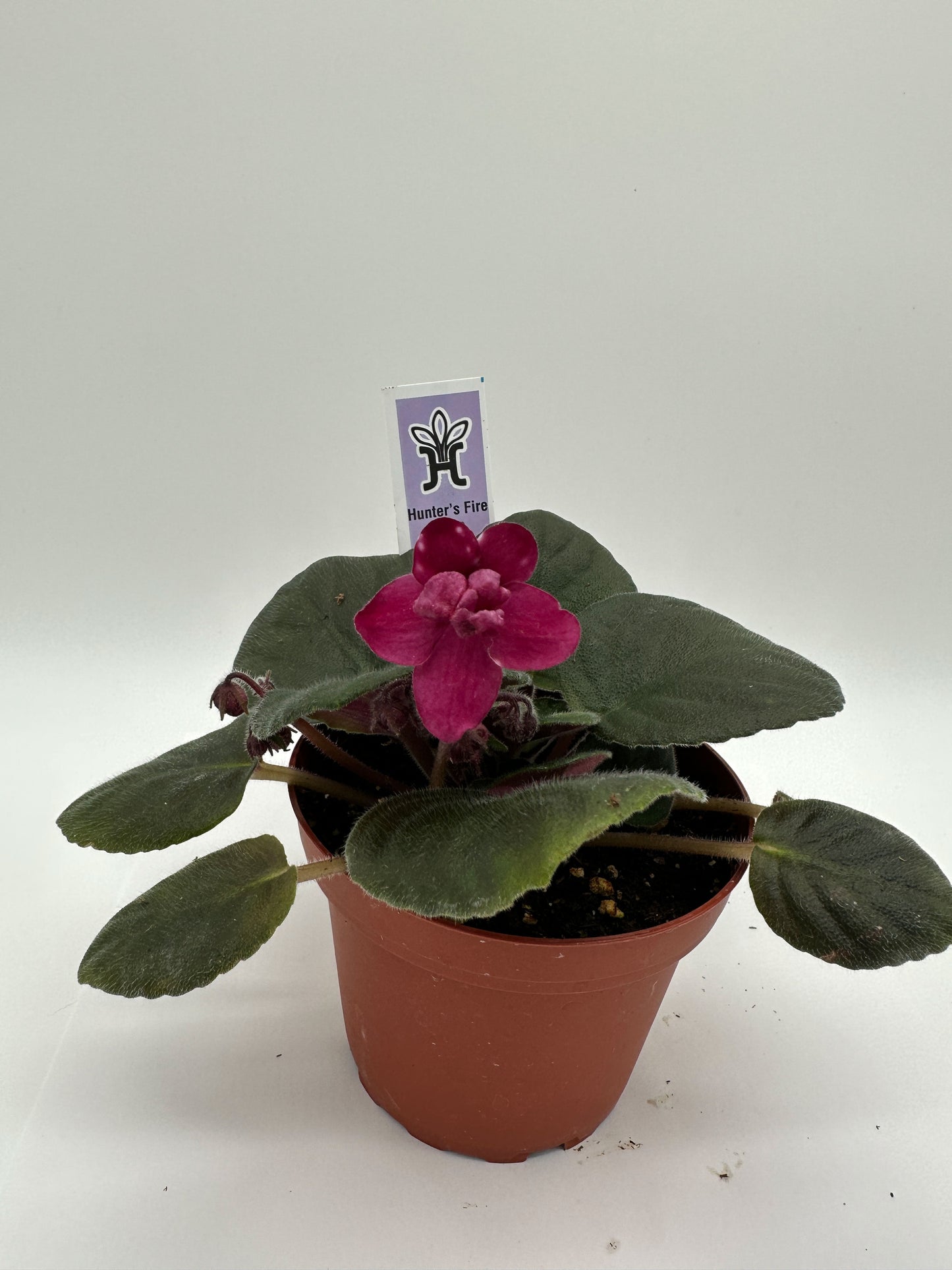 Hunter's Fire & Ice - Live African Violet 4"