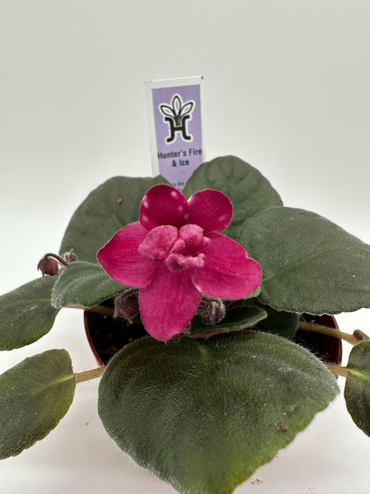 Hunter's Fire & Ice - Live African Violet 4"