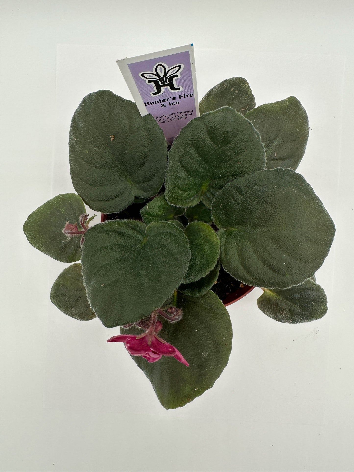 Hunter's Fire & Ice - Live African Violet 4"