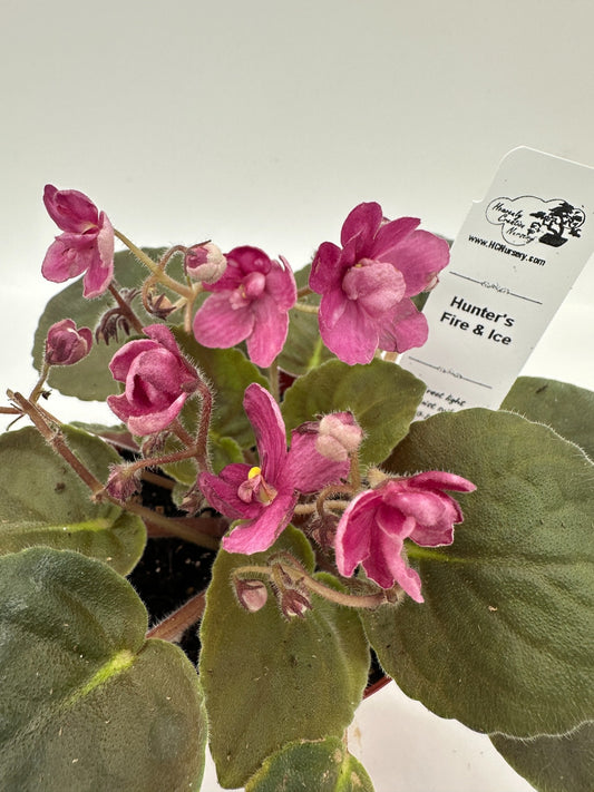 Hunter's Fire & Ice - Live African Violet 4"