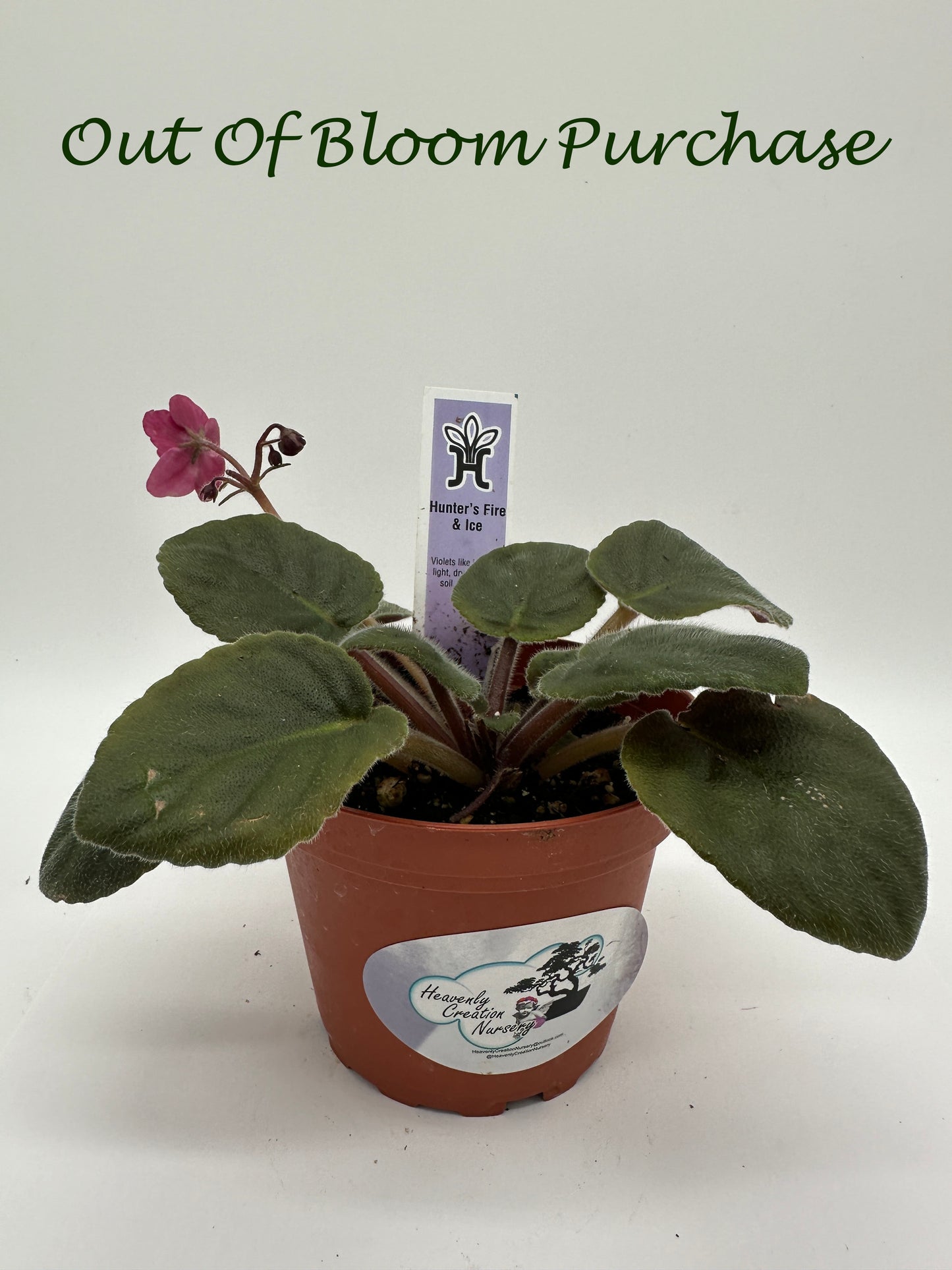 Hunter's Fire & Ice - Live African Violet 4"