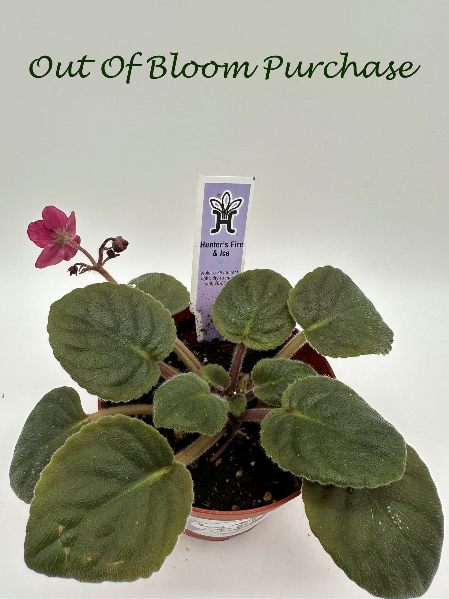 Hunter's Fire & Ice - Live African Violet 4"