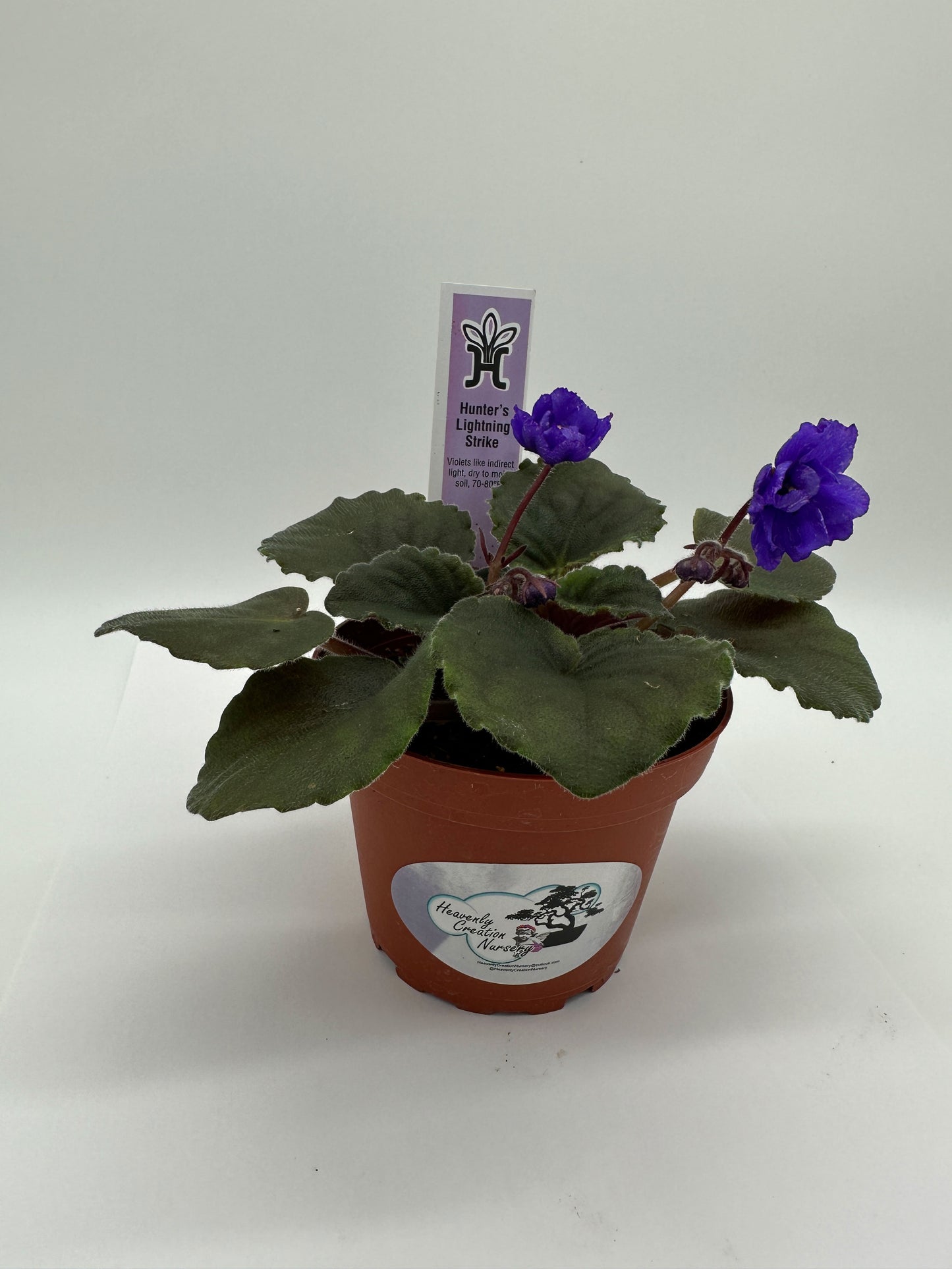 Hunter's Lightning Strike - Live African Violet 4"