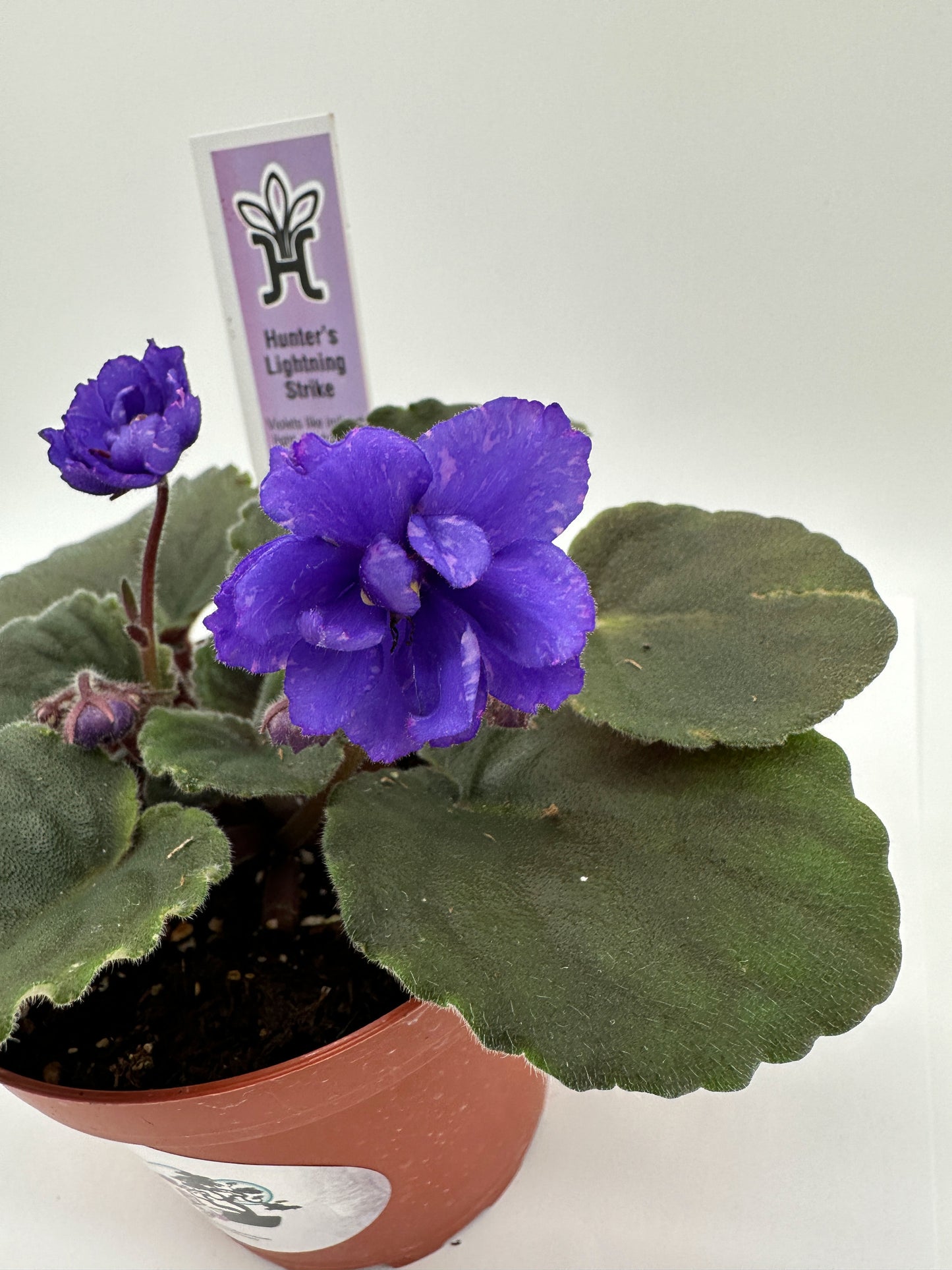 Hunter's Lightning Strike - Live African Violet 4"