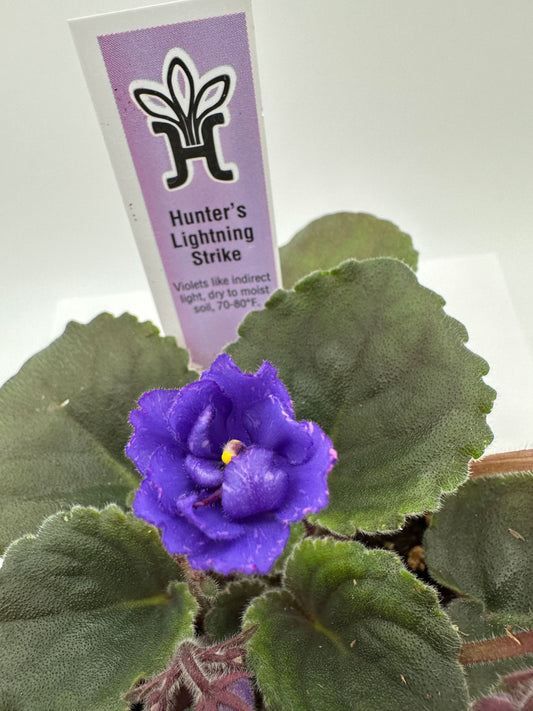 Hunter's Lightning Strike - Live African Violet 4"