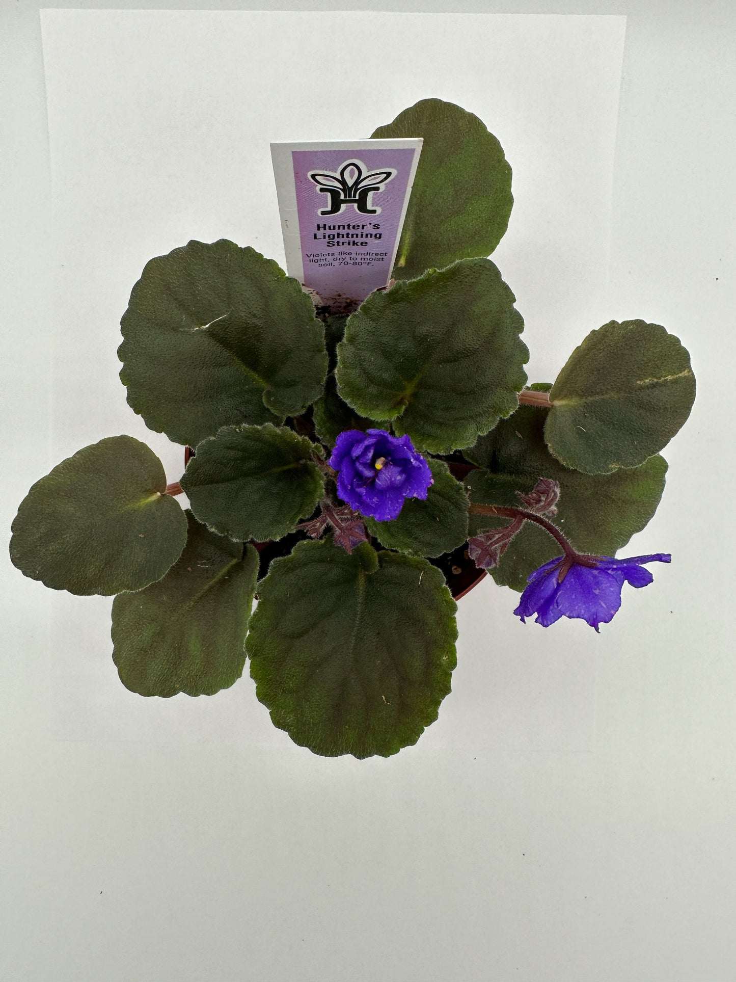 Hunter's Lightning Strike - Live African Violet 4"