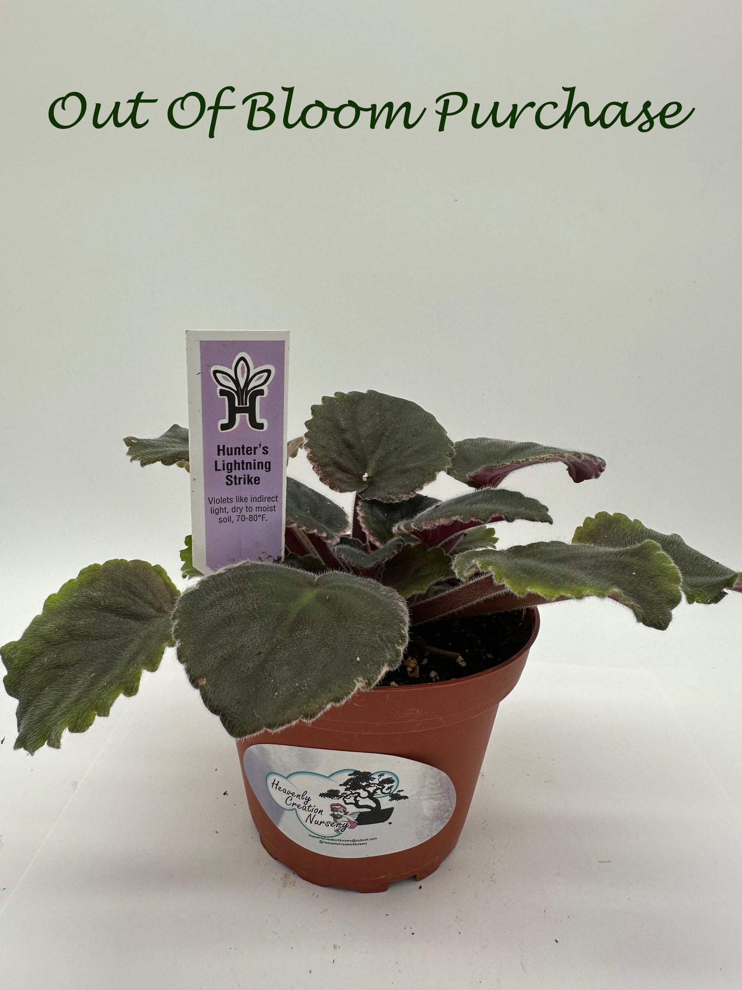 Hunter's Lightning Strike - Live African Violet 4"