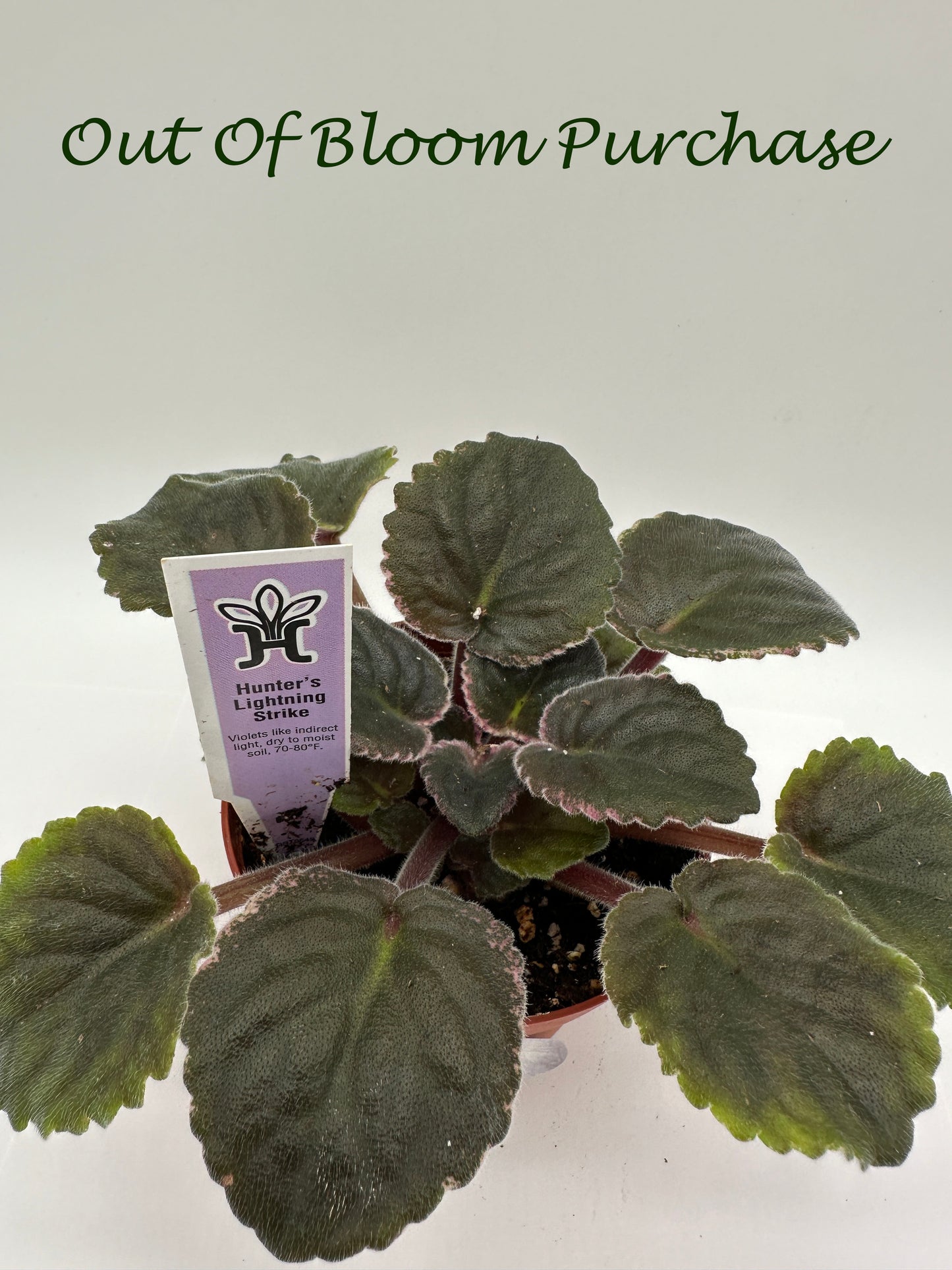 Hunter's Lightning Strike - Live African Violet 4"