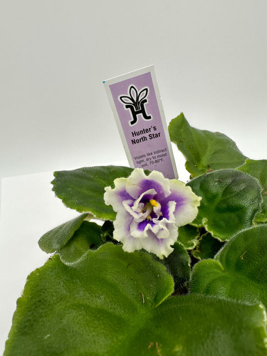 Hunter's North Star - Live African Violet 4"