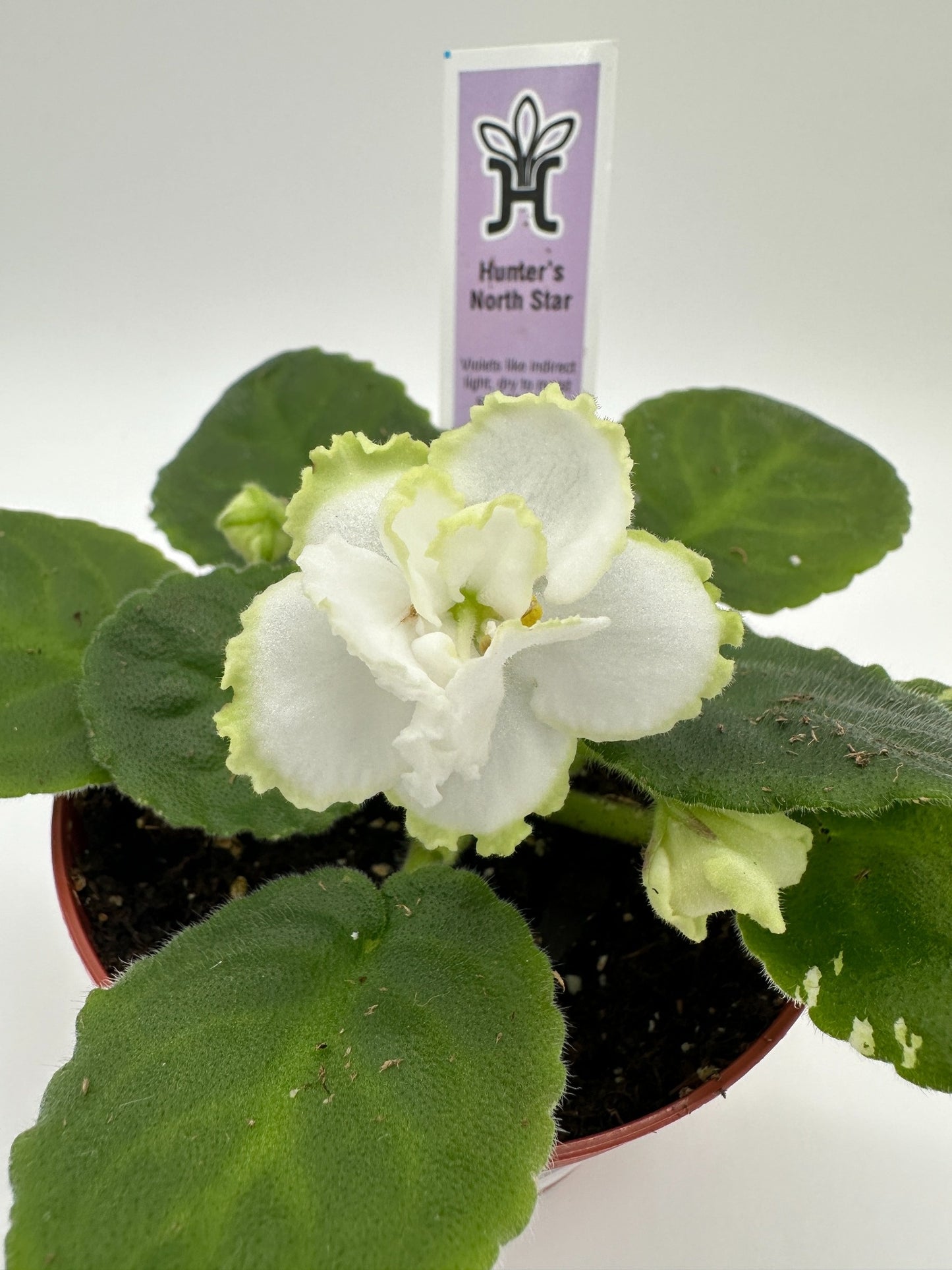 Hunter's North Star - White Hybrid - Live African Violet 4"