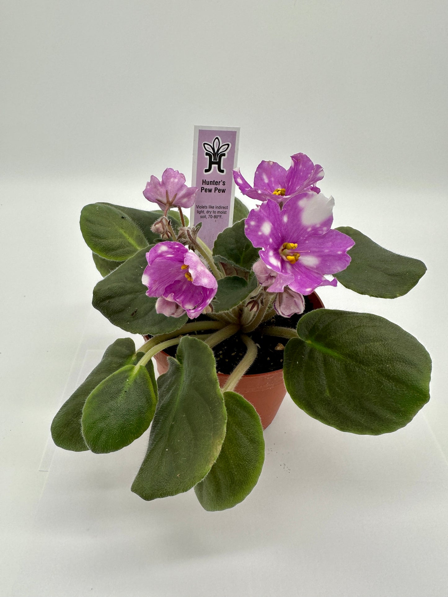 Hunter's Pew Pew - Live African Violet 4"