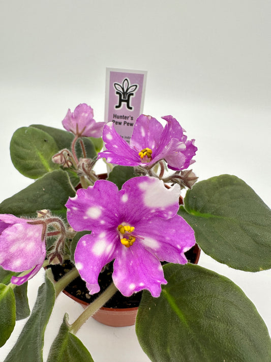 Hunter's Pew Pew - Live African Violet 4"