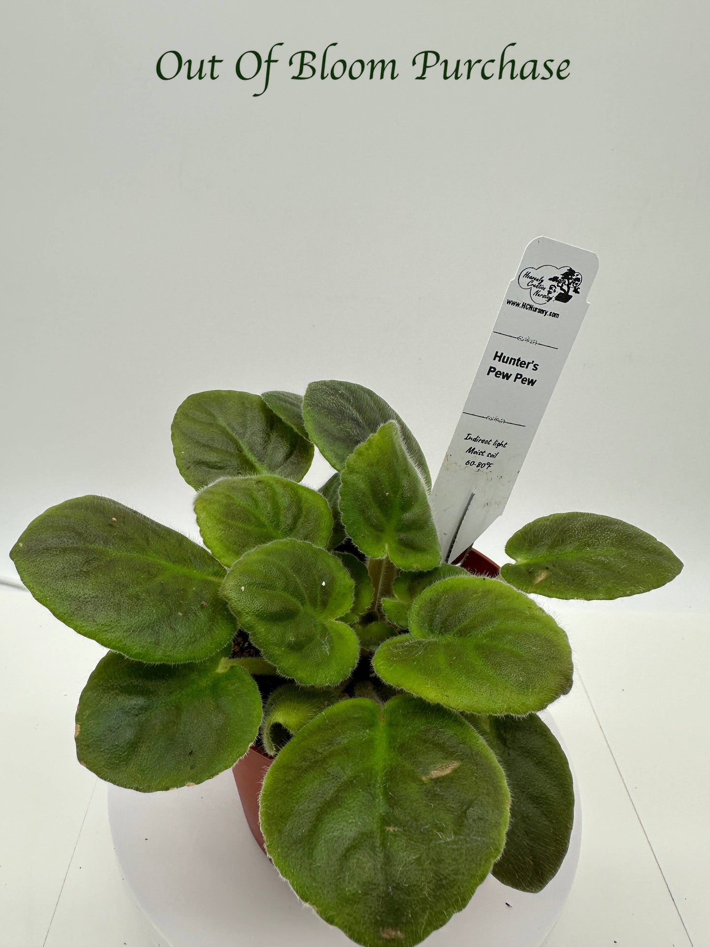 Hunter's Pew Pew - Live African Violet 4"