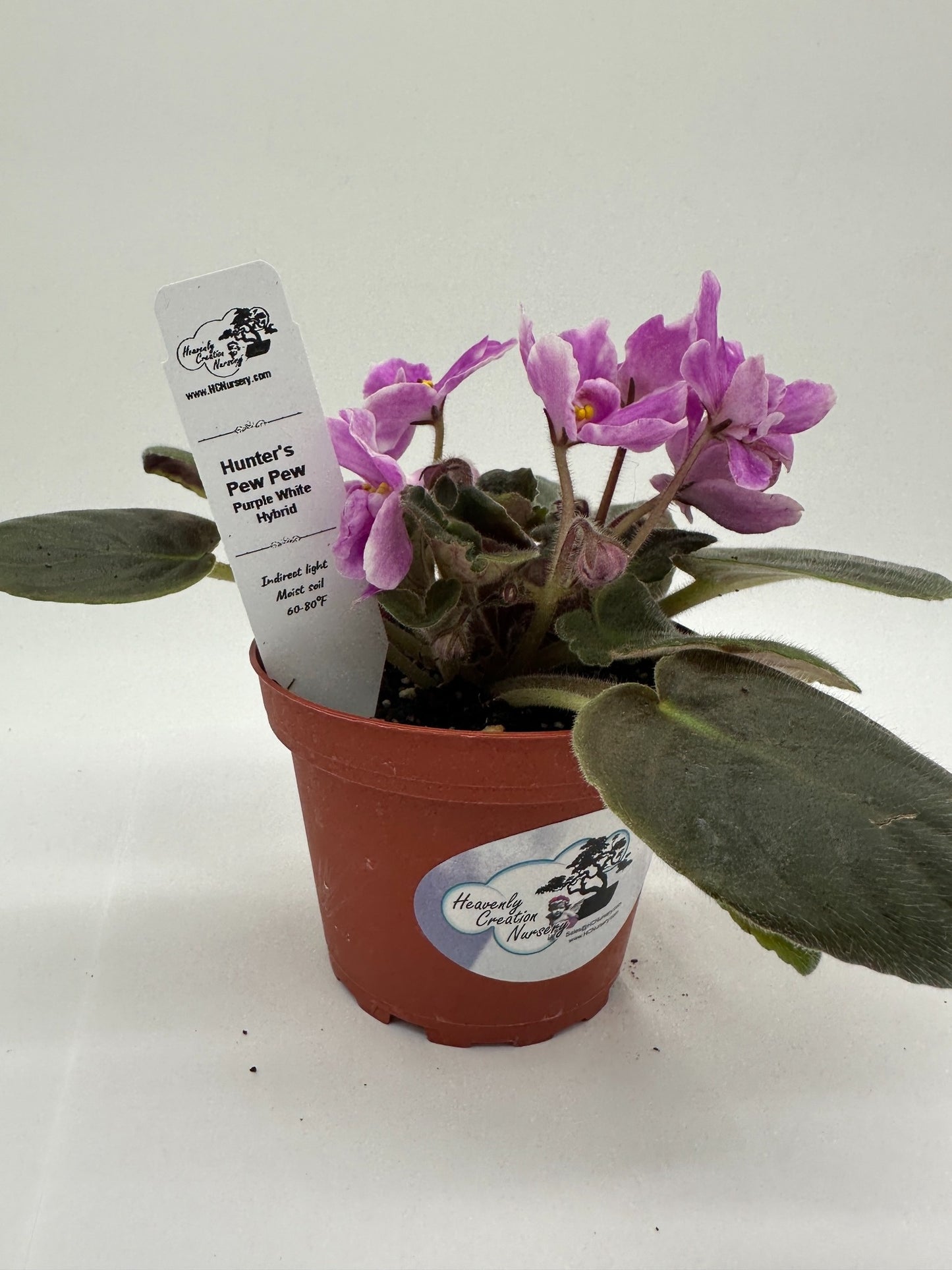 Hunter's Pew Pew - Purple White Hybrid - Live African Violet 4"