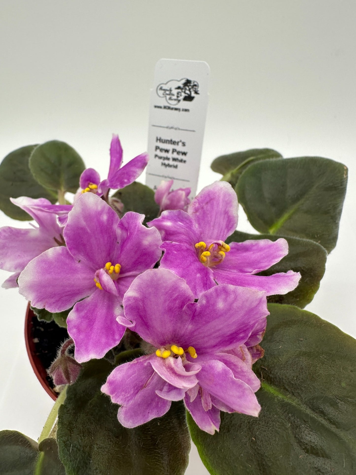 Hunter's Pew Pew - Purple White Hybrid - Live African Violet 4"