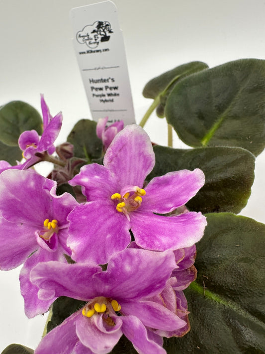 Hunter's Pew Pew - Purple White Hybrid - Live African Violet 4"