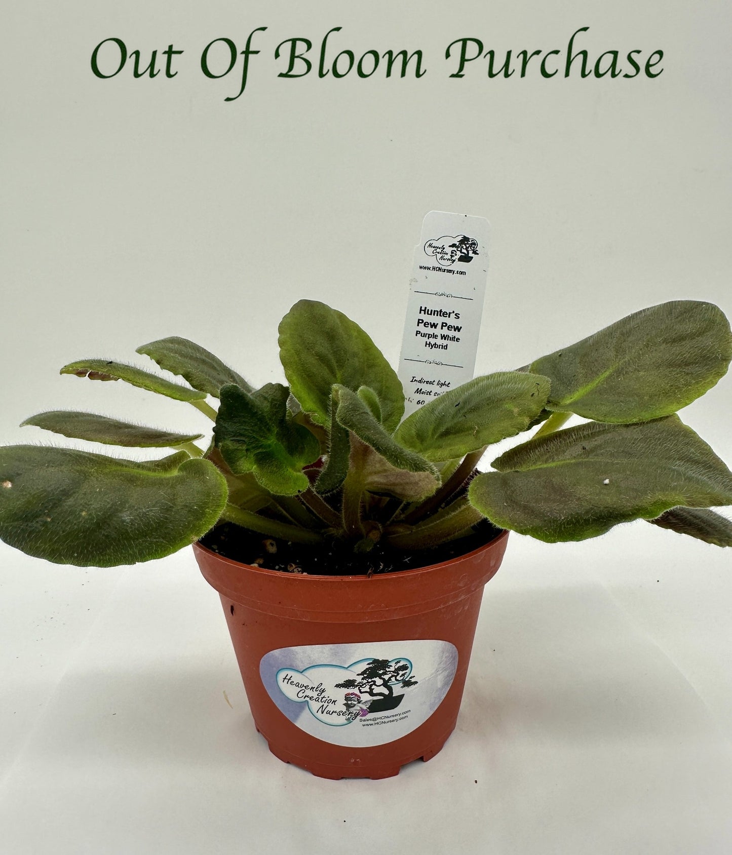 Hunter's Pew Pew - Purple White Hybrid - Live African Violet 4"