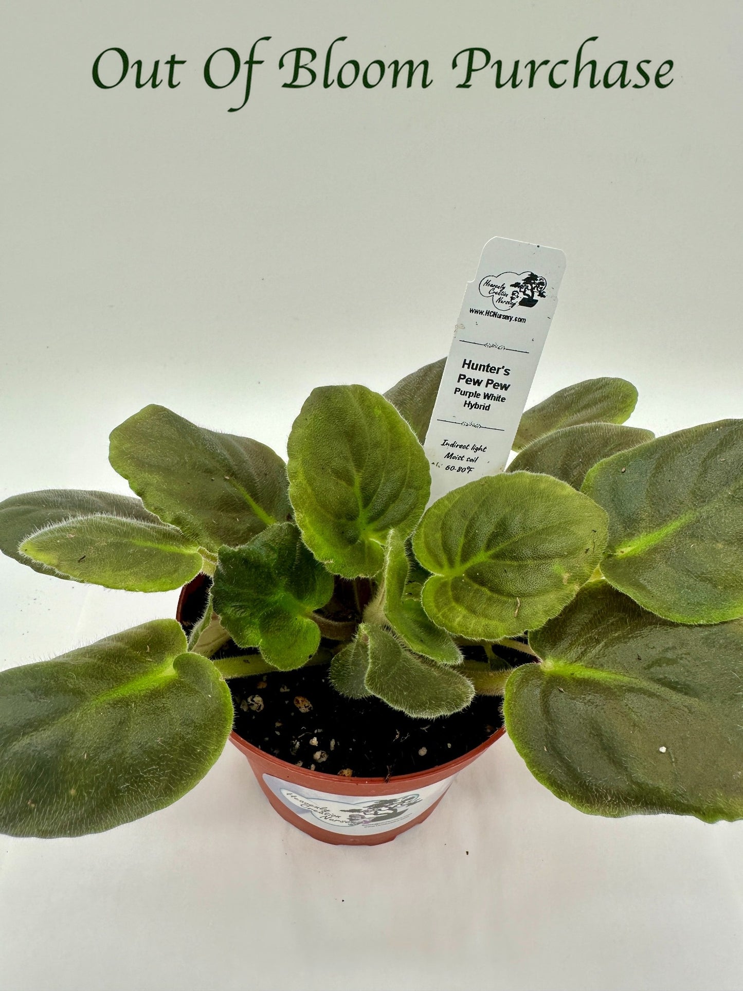 Hunter's Pew Pew - Purple White Hybrid - Live African Violet 4"