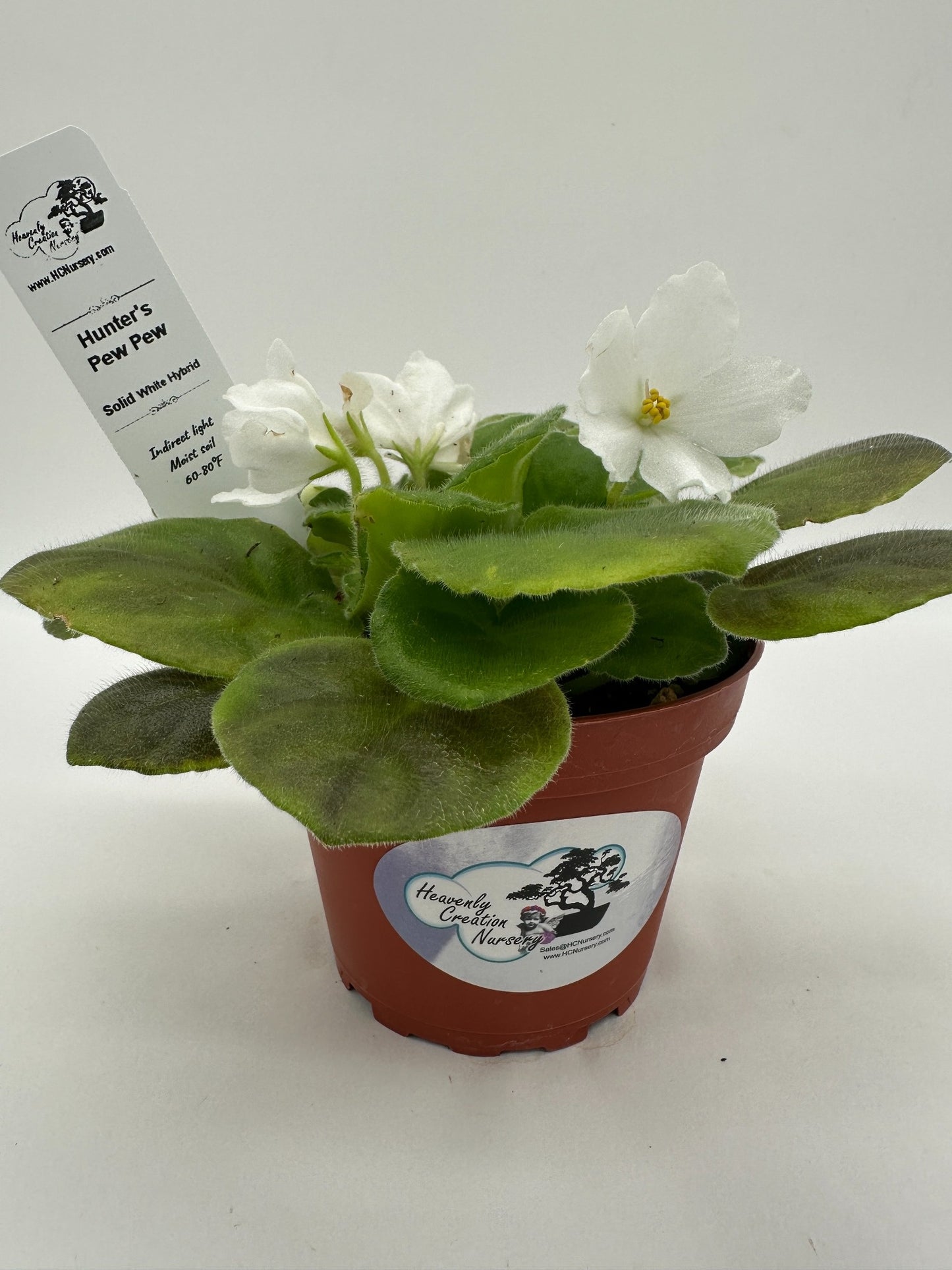Hunter's Pew Pew - Solid White Hybrid - Live African Violet 4"